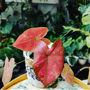 Red Thailand Caladium Seeds, Herbal