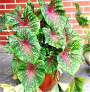 Vibrant Caladium Seeds, Herbal