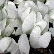 White Caladium Seeds, Herbal