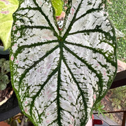 White Green Caladium Seeds, Herbal