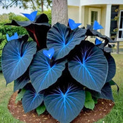 Blue Caladium Seeds, Herbal