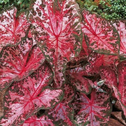 Carolyn Whorten Caladium Seeds, Herbal
