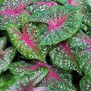 Vibrant Caladium Seeds, Herbal