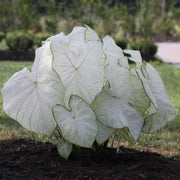 White Caladium Seeds, Herbal