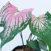 Light Pink Green Caladium Seeds, Herbal