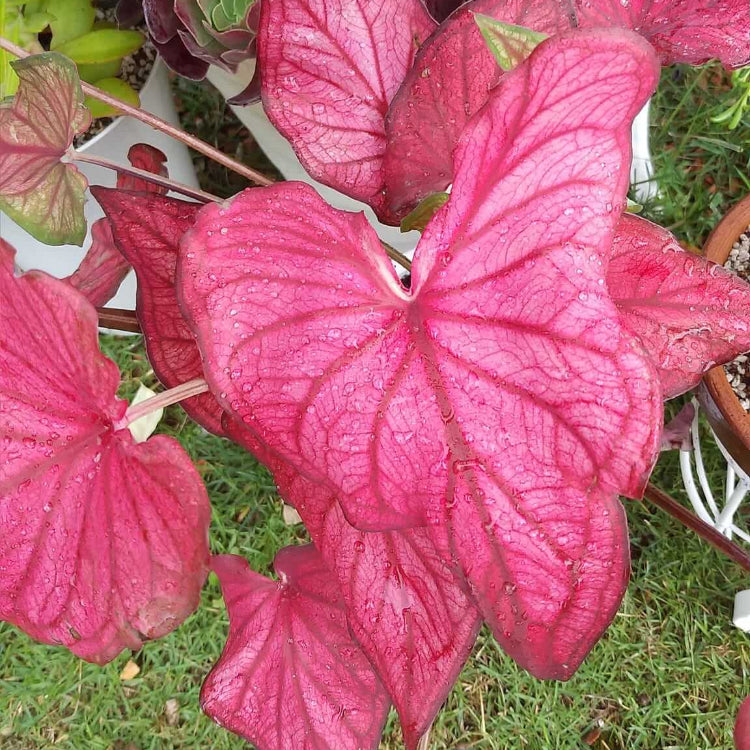 Pink Mix Caladium Seeds, Herbal