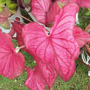 Pink Mix Caladium Seeds, Herbal