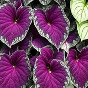 Violet Bicolor Caladium Seeds, Herbal