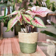 Caladium Seeds - All In One For Home Gardens