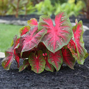 Caladium Seeds - All In One For Home Gardens