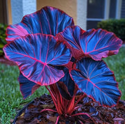 Blue Caladium Seeds, Herbal