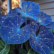 Sky Blue Caladium Seeds, Herbal