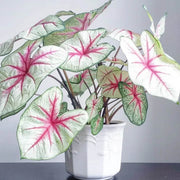 White Queen Caladium Seeds, Herbal