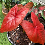 Red Thailand Caladium Seeds, Herbal