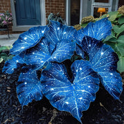 Sky Blue Caladium Seeds, Herbal