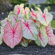 White Queen Caladium Seeds, Herbal