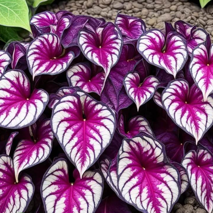 Violet Bicolor Caladium Seeds, Herbal
