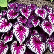 Violet Bicolor Caladium Seeds, Herbal