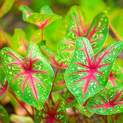 Bicolor Caladium Seeds, Herbal