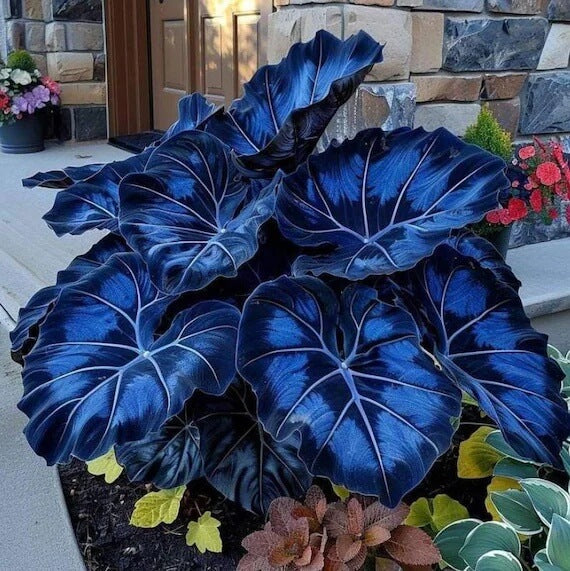 Blue Caladium Seeds, Herbal