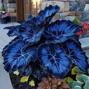 Blue Caladium Seeds, Herbal