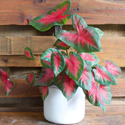Caladium bicolor Caladium Seeds, Herbal