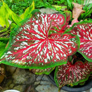 Carolyn Whorten Caladium Seeds, Herbal