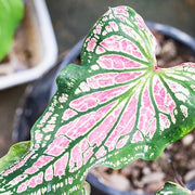 Light Pink Green Caladium Seeds, Herbal