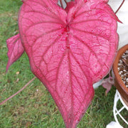 Pink Mix Caladium Seeds, Herbal