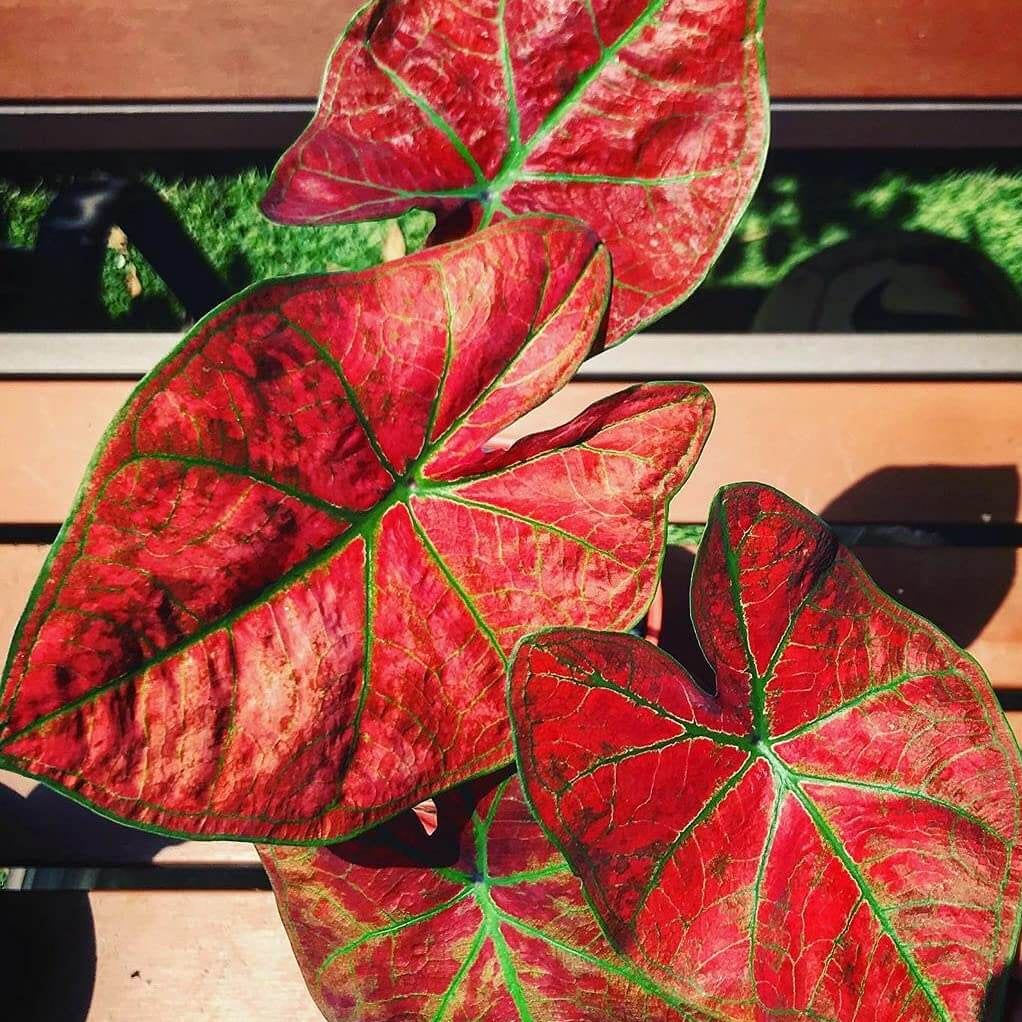 Red Thailand Caladium Seeds, Herbal