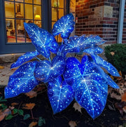 Sky Blue Caladium Seeds, Herbal