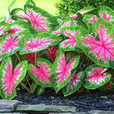 Vibrant Caladium Seeds, Herbal