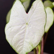 White Caladium Seeds, Herbal