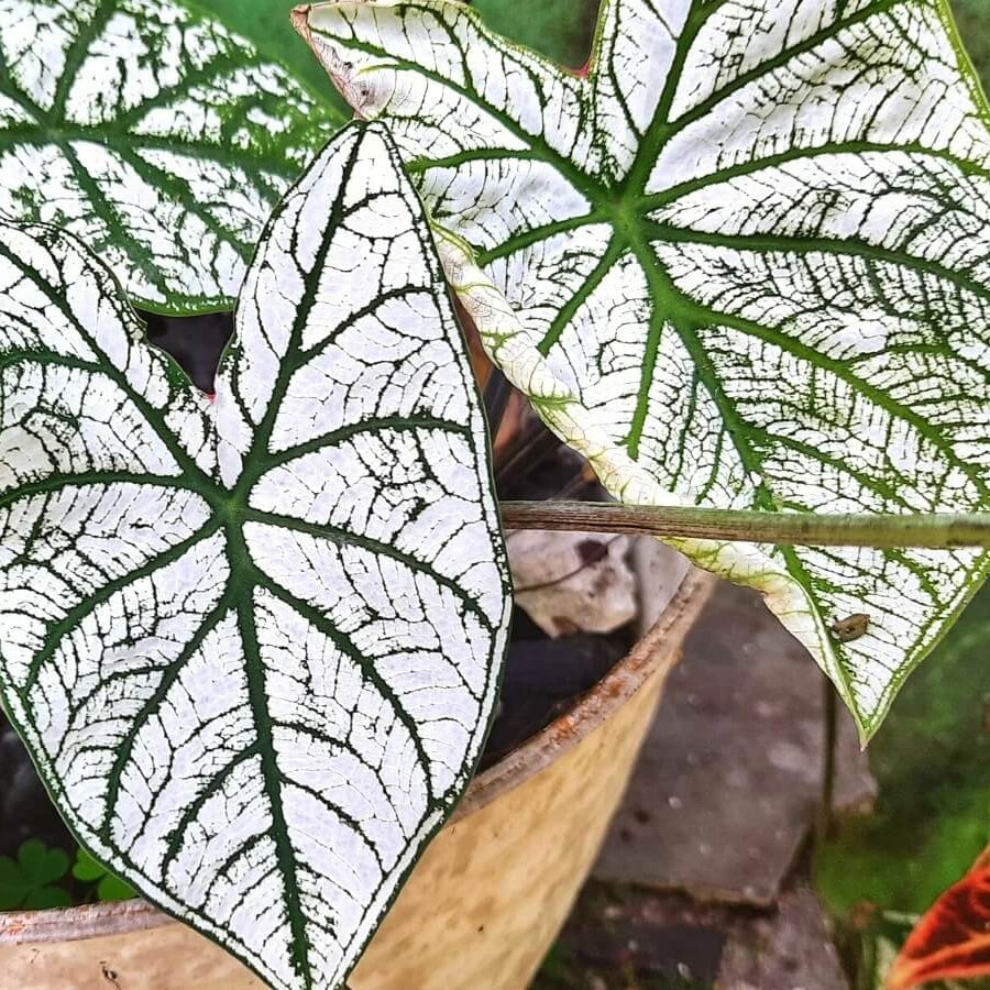 White Green Caladium Seeds, Herbal