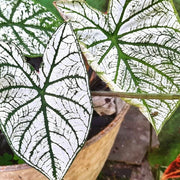 White Green Caladium Seeds, Herbal
