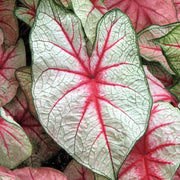 White Queen Caladium Seeds, Herbal