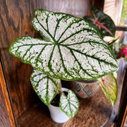 White Green Caladium Seeds, Herbal