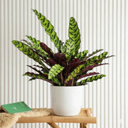 Calathea Seeds, Calathea lancifolia