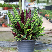 Calathea Seeds, Calathea lancifolia