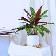 Calathea Seeds, Calathea lancifolia
