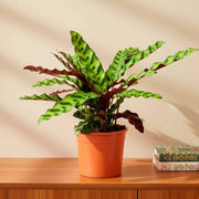Calathea Seeds, Calathea lancifolia