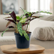 Calathea Seeds, Calathea lancifolia