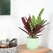 Calathea Seeds, Calathea lancifolia