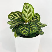 Calathea Seeds, Calathea makoyana