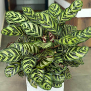 Calathea Seeds, Calathea makoyana