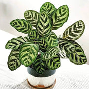 Calathea Seeds, Calathea makoyana