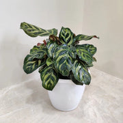Calathea Seeds, Calathea makoyana