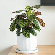 Calathea Seeds, Calathea makoyana