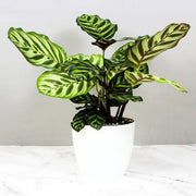 Calathea Seeds, Calathea makoyana