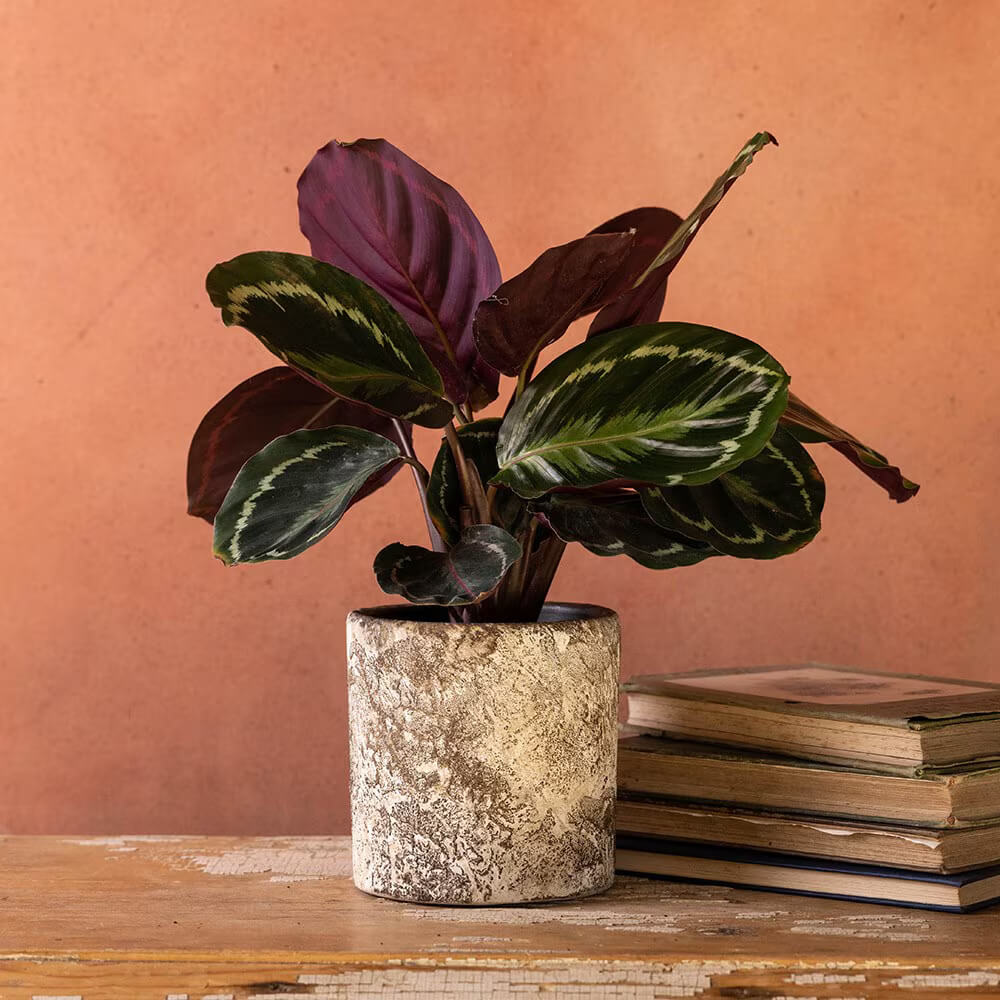 Calathea Medallion Seeds